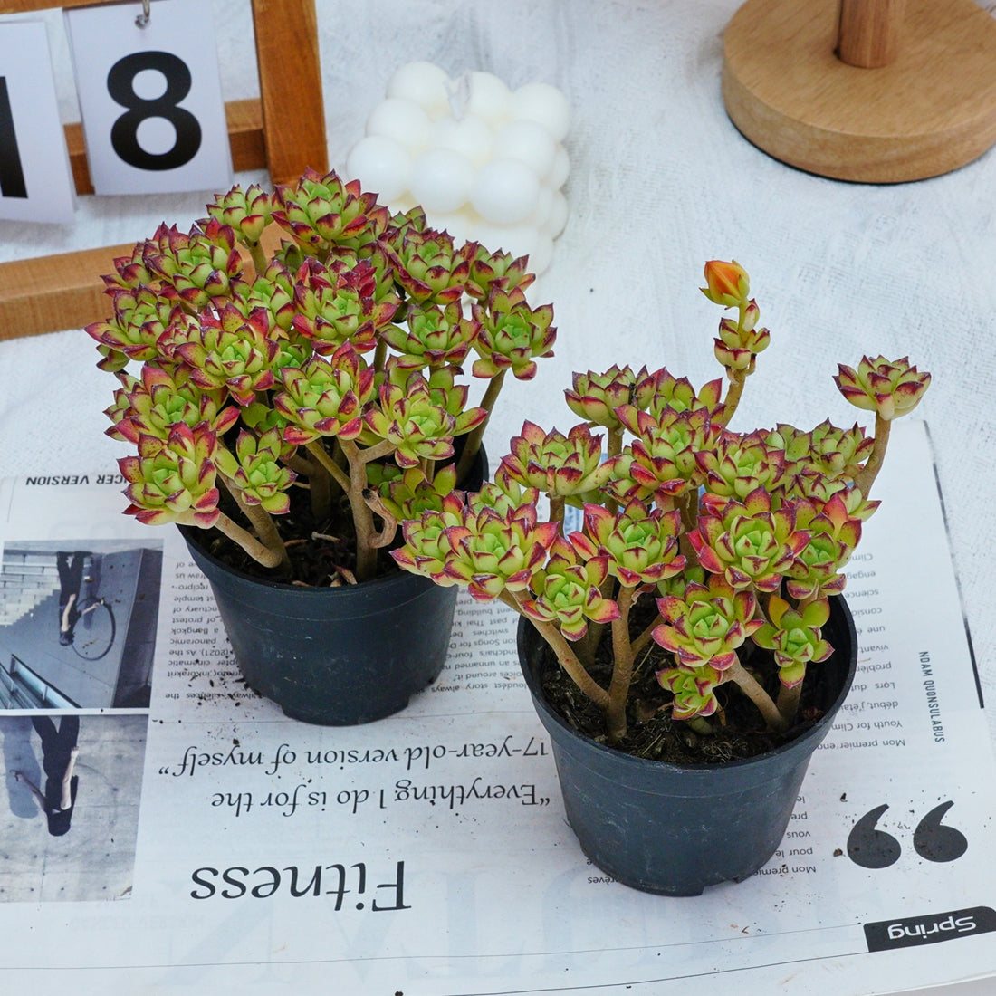 4'' Echeveria Supia, Rare Live Succulent Plants