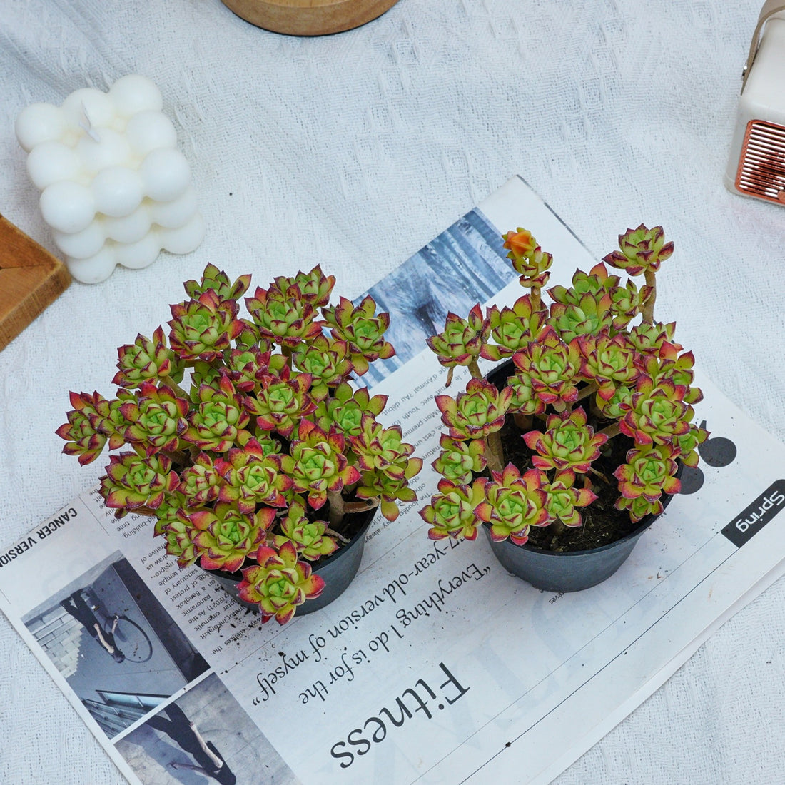 4'' Echeveria Supia, Rare Live Succulent Plants