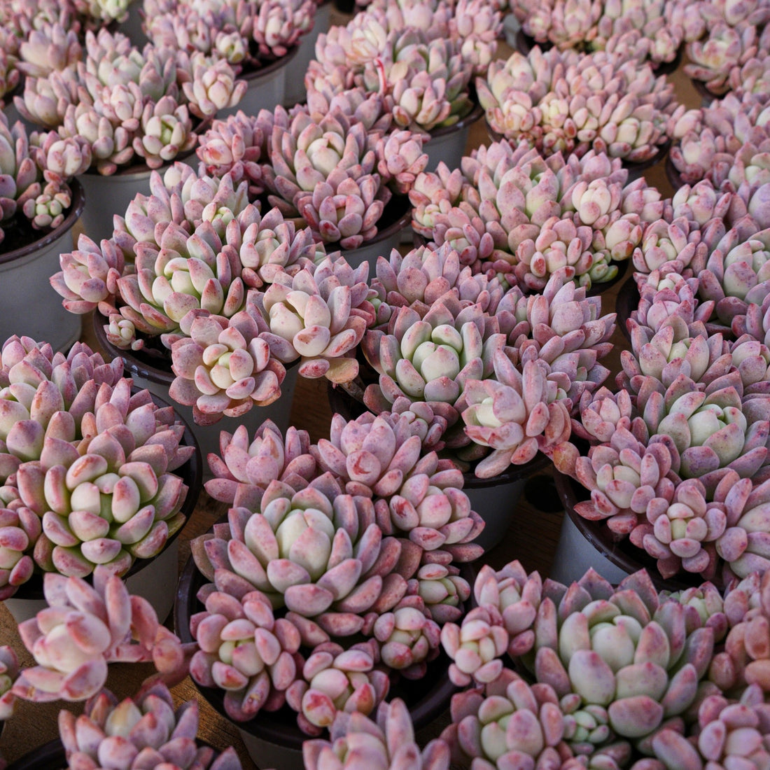 4'' Echeveria Small Red Peach, Rare Live Succulent Plants