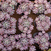 4'' Echeveria Small Red Peach, Rare Live Succulent Plants