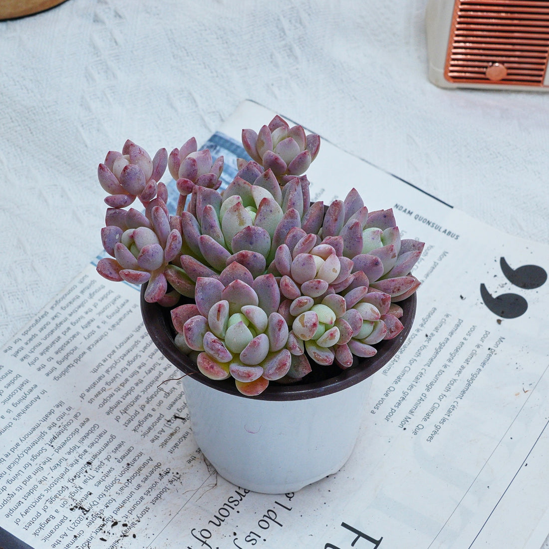 4'' Echeveria Small Red Peach, Rare Live Succulent Plants