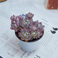 4'' Echeveria Small Red Peach, Rare Live Succulent Plants