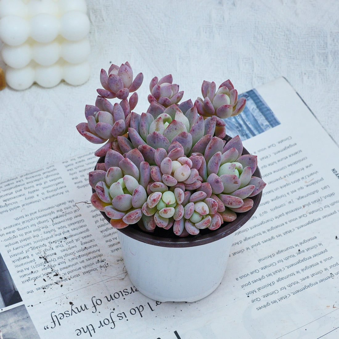 4'' Echeveria Small Red Peach, Rare Live Succulent Plants
