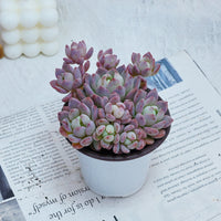 4'' Echeveria Small Red Peach, Rare Live Succulent Plants