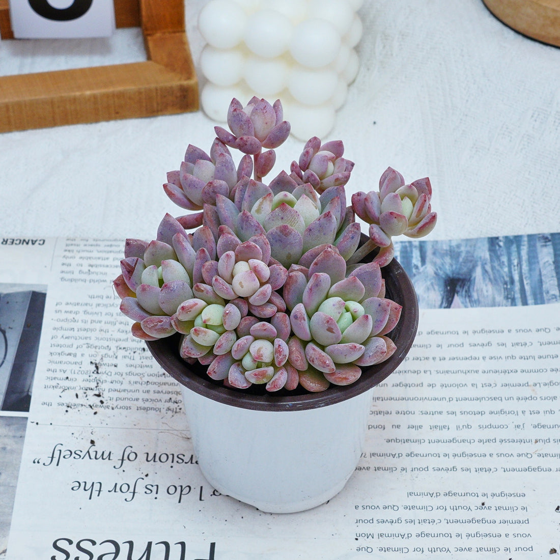 4'' Echeveria Small Red Peach, Rare Live Succulent Plants