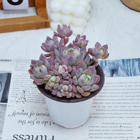 4'' Echeveria Small Red Peach, Rare Live Succulent Plants