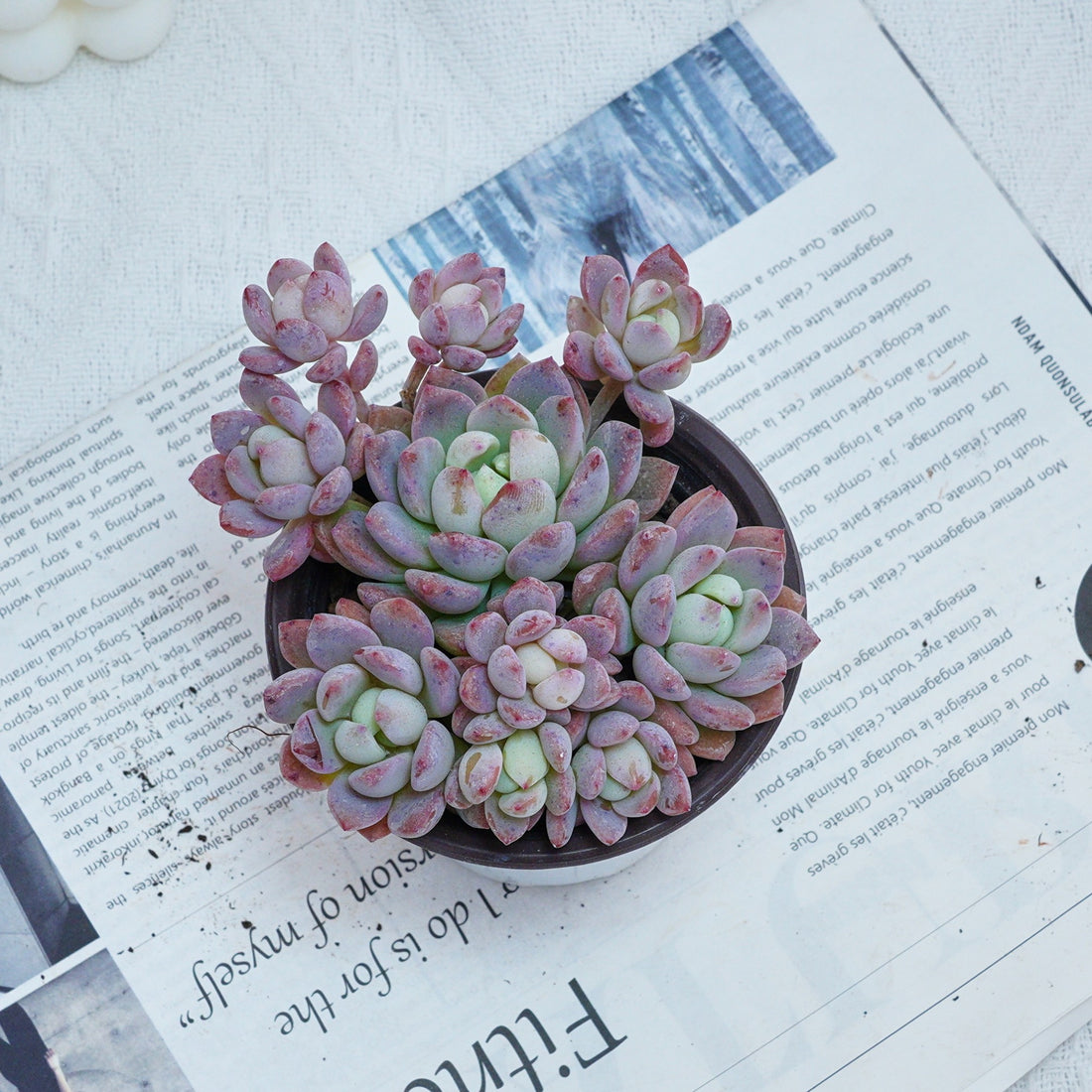 4'' Echeveria Small Red Peach, Rare Live Succulent Plants