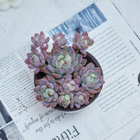 4'' Echeveria Small Red Peach, Rare Live Succulent Plants