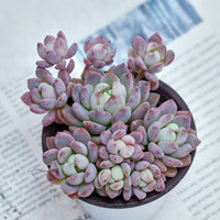 4'' Echeveria Small Red Peach, Rare Live Succulent Plants