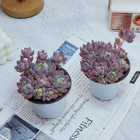 4'' Echeveria Small Red Peach, Rare Live Succulent Plants
