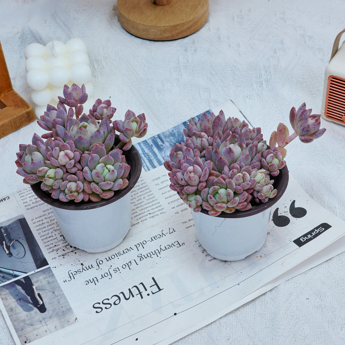 4'' Echeveria Small Red Peach, Rare Live Succulent Plants
