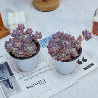 4'' Echeveria Small Red Peach, Rare Live Succulent Plants