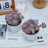 4'' Echeveria Small Red Peach, Rare Live Succulent Plants