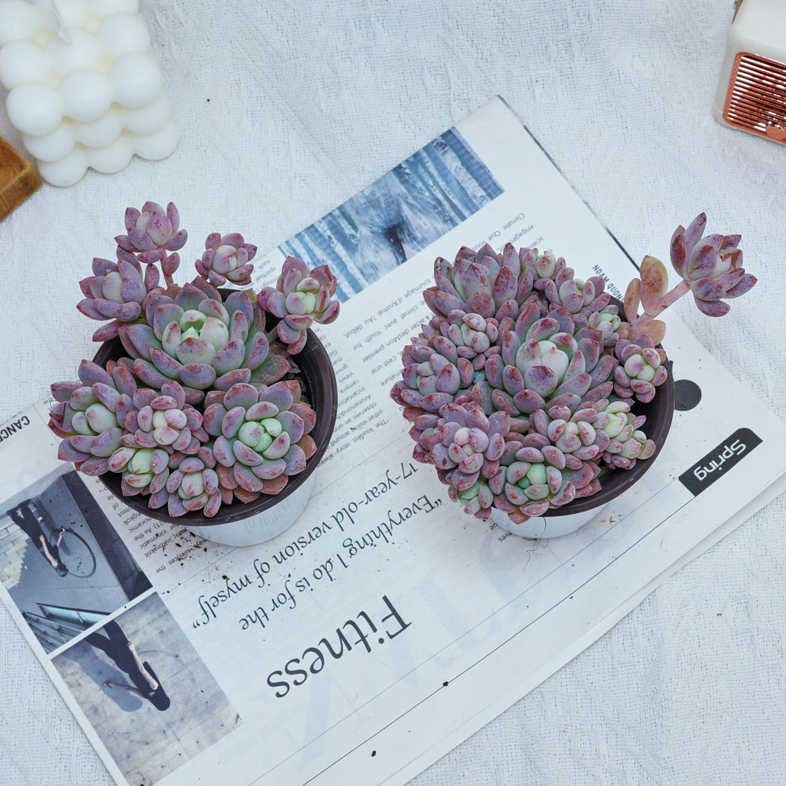 4'' Echeveria Small Red Peach, Rare Live Succulent Plants