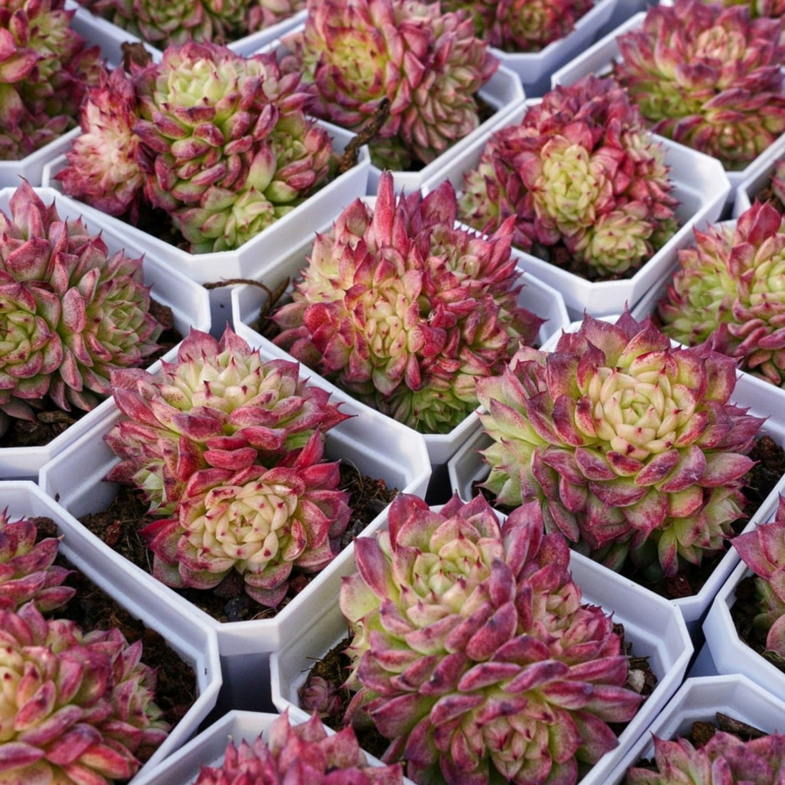 3'' Echeveria Red Ice Swan, Rare Live Succulent Plants