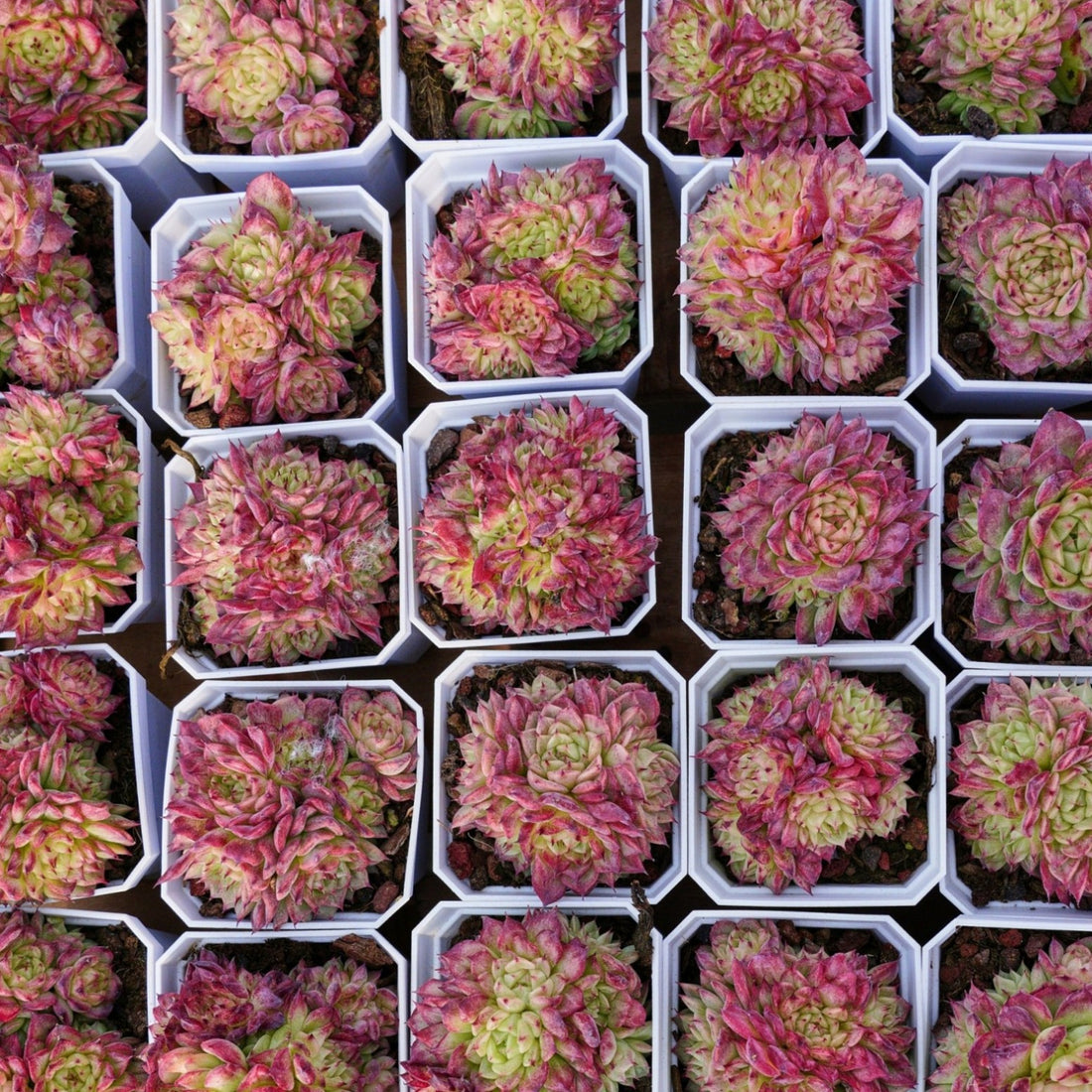3'' Echeveria Red Ice Swan, Rare Live Succulent Plants