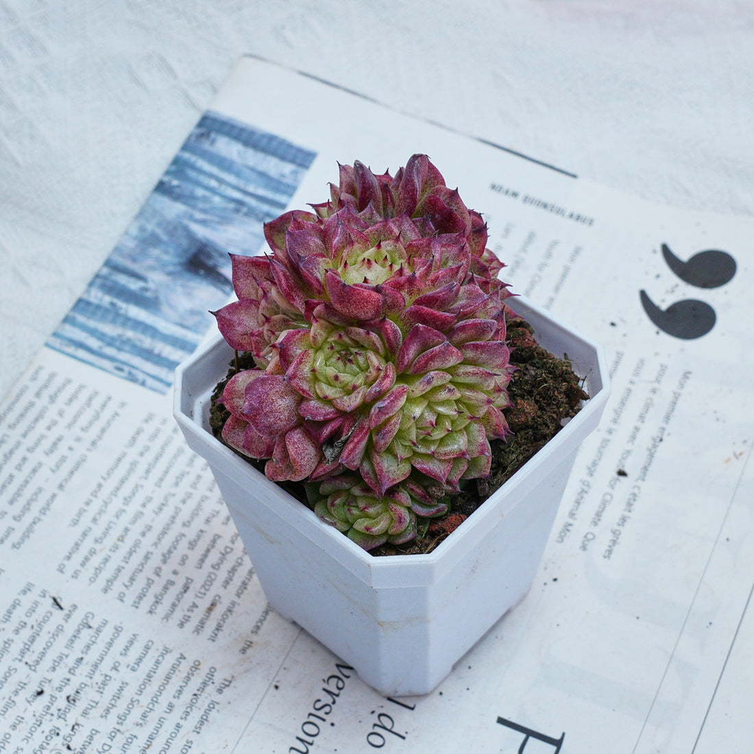 3'' Echeveria Red Ice Swan, Rare Live Succulent Plants