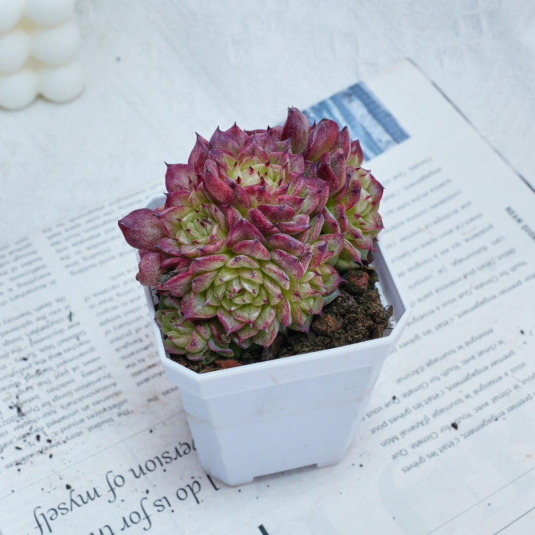 3'' Echeveria Red Ice Swan, Rare Live Succulent Plants