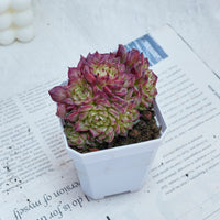 3'' Echeveria Red Ice Swan, Rare Live Succulent Plants