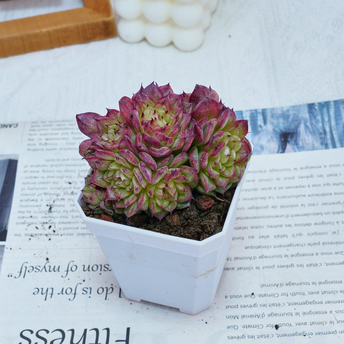 3'' Echeveria Red Ice Swan, Rare Live Succulent Plants
