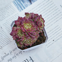 3'' Echeveria Red Ice Swan, Rare Live Succulent Plants