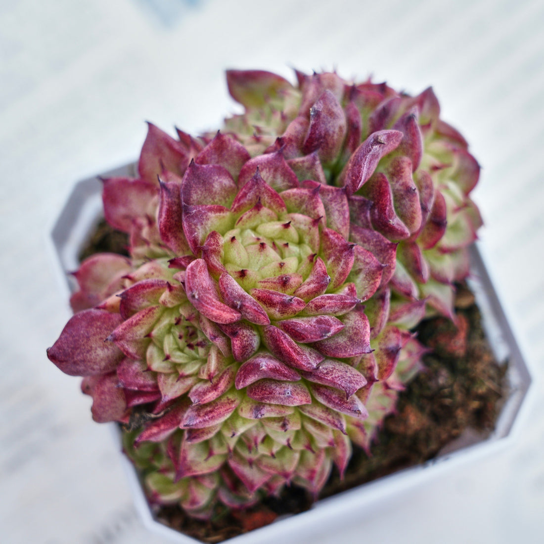 3'' Echeveria Red Ice Swan, Rare Live Succulent Plants