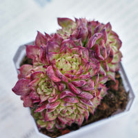 3'' Echeveria Red Ice Swan, Rare Live Succulent Plants