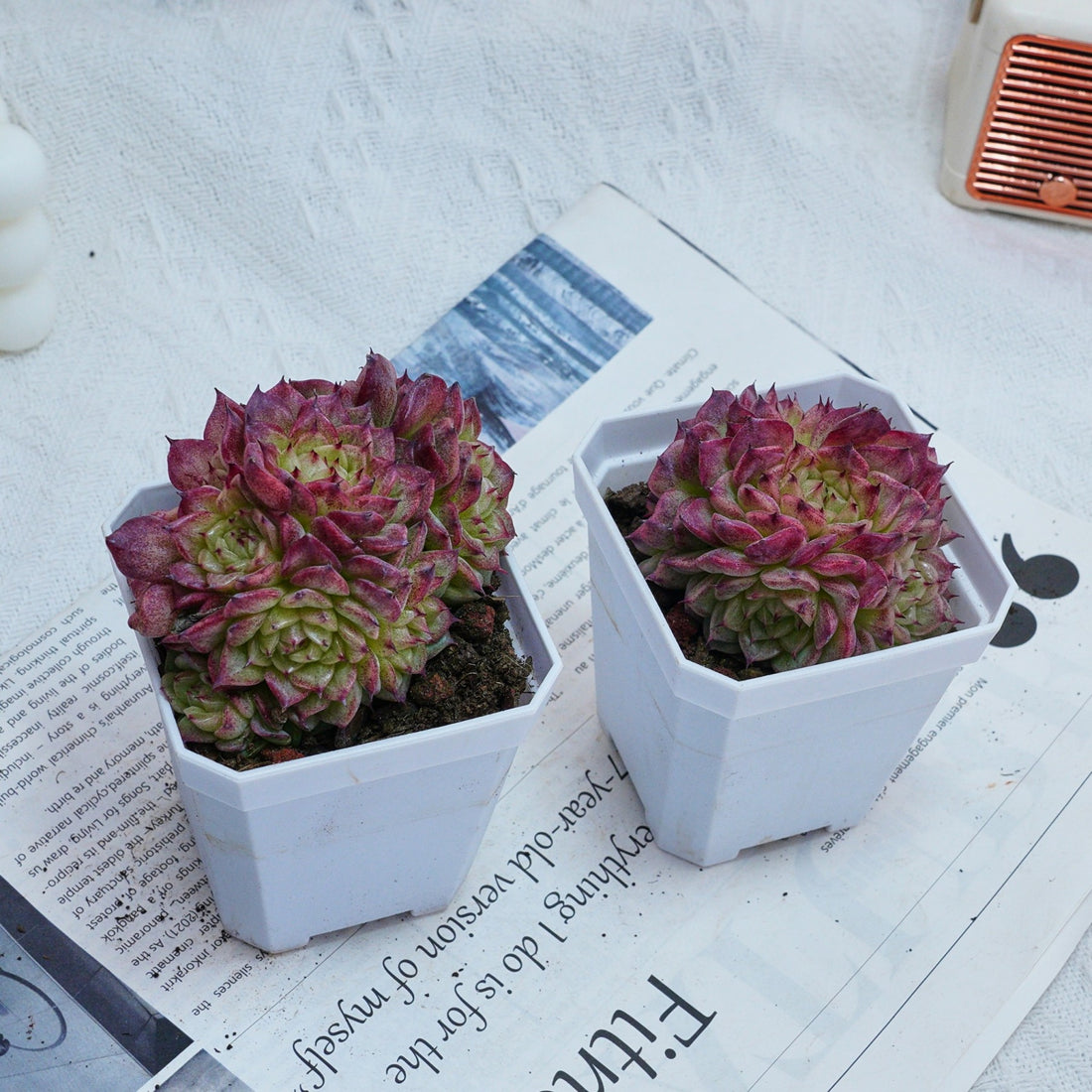 3'' Echeveria Red Ice Swan, Rare Live Succulent Plants