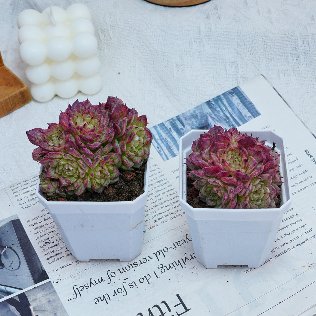 3'' Echeveria Red Ice Swan, Rare Live Succulent Plants