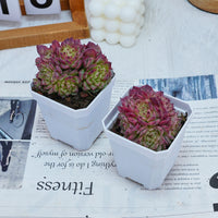 3'' Echeveria Red Ice Swan, Rare Live Succulent Plants