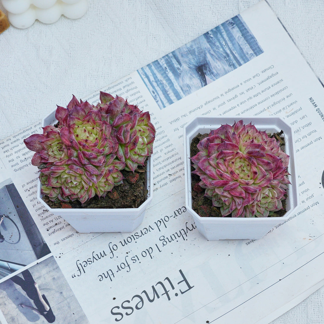 3'' Echeveria Red Ice Swan, Rare Live Succulent Plants