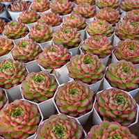 3'' Echeveria Diamond Jenny, Rare Live Succulent Plants