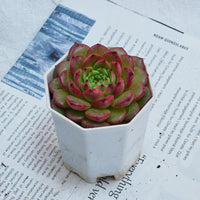 3'' Echeveria Diamond Jenny, Rare Live Succulent Plants