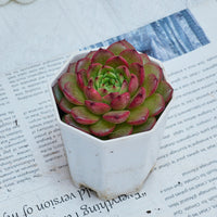 3'' Echeveria Diamond Jenny, Rare Live Succulent Plants