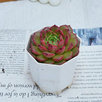 3'' Echeveria Diamond Jenny, Rare Live Succulent Plants