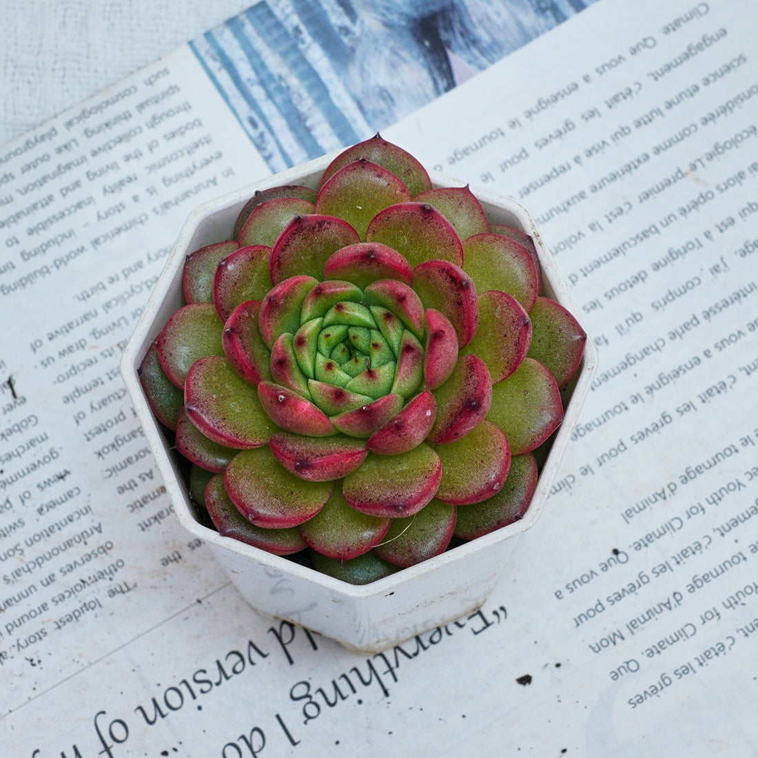 3'' Echeveria Diamond Jenny, Rare Live Succulent Plants