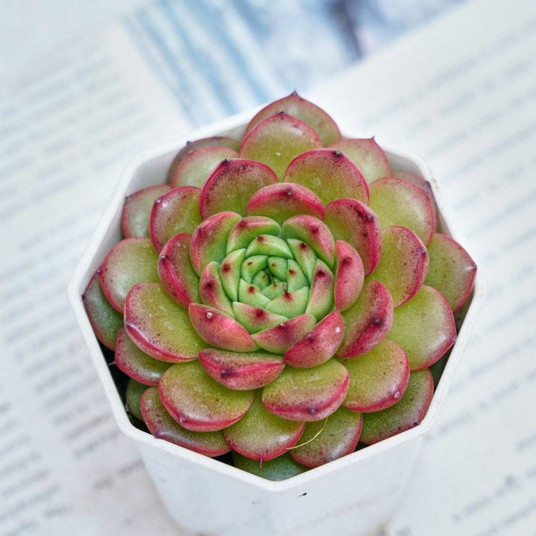 3'' Echeveria Diamond Jenny, Rare Live Succulent Plants