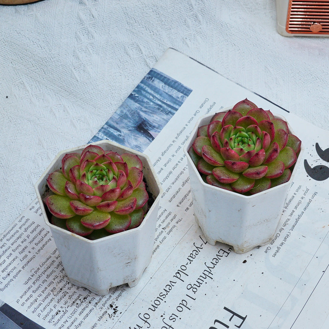 3'' Echeveria Diamond Jenny, Rare Live Succulent Plants