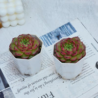 3'' Echeveria Diamond Jenny, Rare Live Succulent Plants