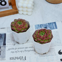 3'' Echeveria Diamond Jenny, Rare Live Succulent Plants