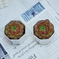 3'' Echeveria Diamond Jenny, Rare Live Succulent Plants