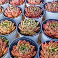 3'' Echeveria Agavoides Halloween, Rare Live Succulent Plants