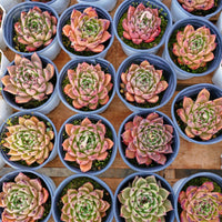 3'' Echeveria Agavoides Halloween, Rare Live Succulent Plants