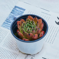 3'' Echeveria Agavoides Halloween, Rare Live Succulent Plants