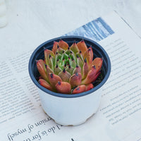3'' Echeveria Agavoides Halloween, Rare Live Succulent Plants