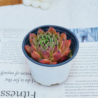 3'' Echeveria Agavoides Halloween, Rare Live Succulent Plants