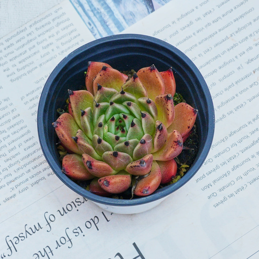 3'' Echeveria Agavoides Halloween, Rare Live Succulent Plants
