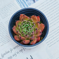 3'' Echeveria Agavoides Halloween, Rare Live Succulent Plants