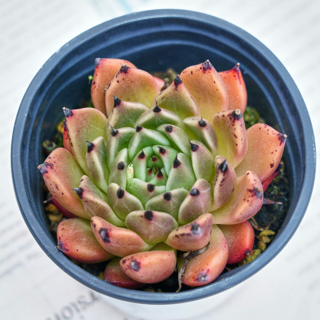 3'' Echeveria Agavoides Halloween, Rare Live Succulent Plants