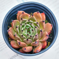 3'' Echeveria Agavoides Halloween, Rare Live Succulent Plants